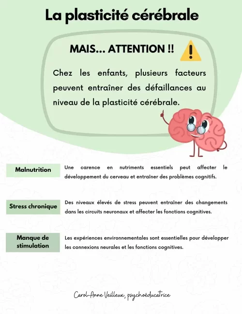 La plasticité cérébrale – Image 3