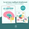 Le cerveau expliqué simplement