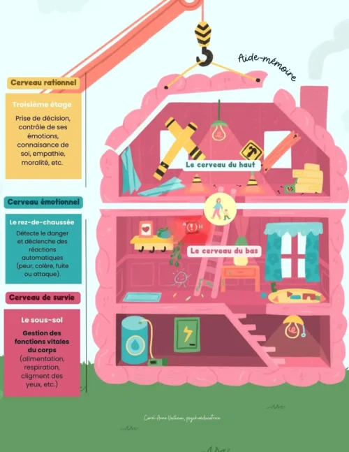 Le cerveau en construction