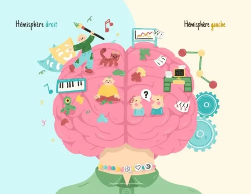 Les Hémisphères Droit et Gauche